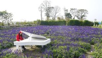 Main piano di kebun bunga lavender. Eits, tapi pianonya hanya replika nih (Kurnia/detikcom)