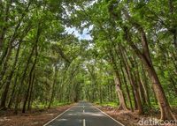 Alas Purwo Hutan Tertua Di Pulau Jawa Yang Diselimuti Misteri