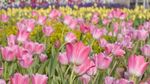 Foto: Biar Senang, Ajak Mama ke Kebun Tulip Ini