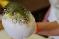 Sering Dikonsumsi di Jepang dan China, Ini Bagian Ikan Fugu yang Beracun