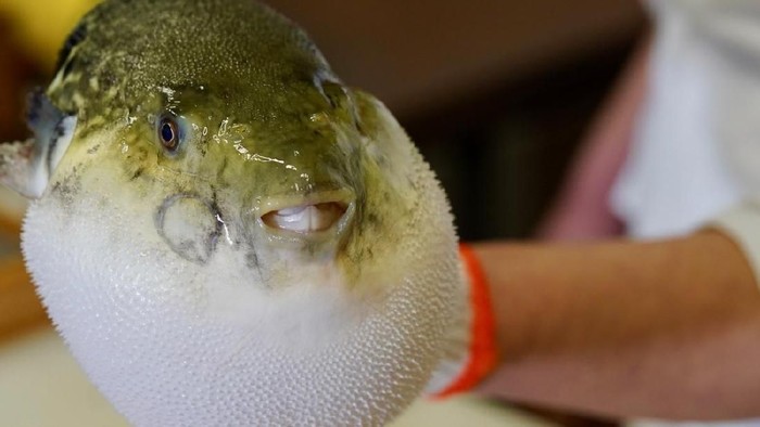 Ikan fugu