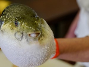Sering Dikonsumsi di Jepang dan China, Ini Bagian Ikan Fugu yang Beracun