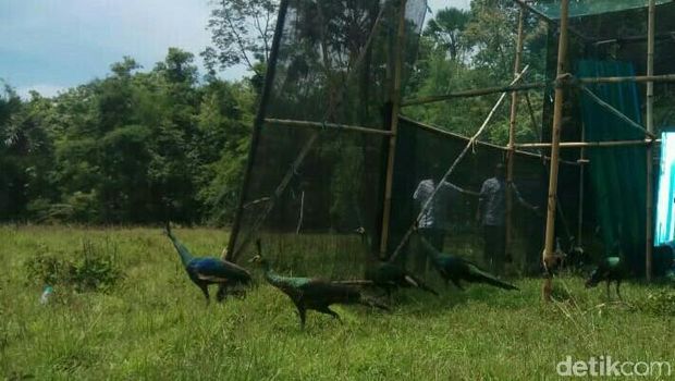 Infrastruktur Diperbaiki, Wisatawan ke TN Alas Purwo Melonjak