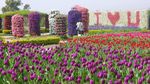 Foto: Biar Senang, Ajak Mama ke Kebun Tulip Ini