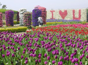 Lihat Tulip Nggak Usah ke Belanda, Taiwan Saja!