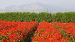 Foto: Biar Senang, Ajak Mama ke Kebun Tulip Ini