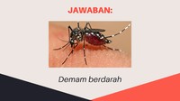 Nyamuk aedes aegypti menjadi salah satu vektor atau penyebar penyakit demam berdarah atau demam berdarah dengue (DBD). Dilaporkan ada lebih dari dua ribu kasusnya di Jakarta. (Foto: detikHealth)