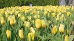 Foto: Biar Senang, Ajak Mama ke Kebun Tulip Ini