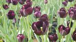 Foto: Biar Senang, Ajak Mama ke Kebun Tulip Ini