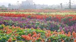 Foto: Biar Senang, Ajak Mama ke Kebun Tulip Ini