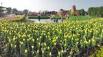 Foto: Biar Senang, Ajak Mama ke Kebun Tulip Ini