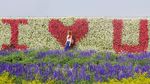 Foto: Biar Senang, Ajak Mama ke Kebun Tulip Ini