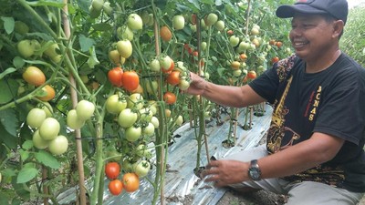 Pasca Gempa, Petani di Palu Bangun Desa Hortikultura