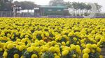Foto: Biar Senang, Ajak Mama ke Kebun Tulip Ini