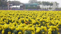 Selain tulip, banyak bunga lainnya yang ditanam di sini (Kurnia/detikcom)