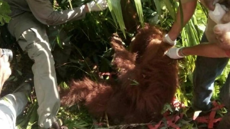 7 dari 74 Peluru yang Bersarang di Tubuh Orang Utan Hope Diangkat 7 dari 74 Peluru yang Bersarang di Tubuh Orang Utan Hope Diangkat