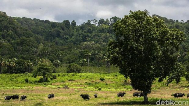 Infrastruktur Diperbaiki, Wisatawan ke TN Alas Purwo Melonjak