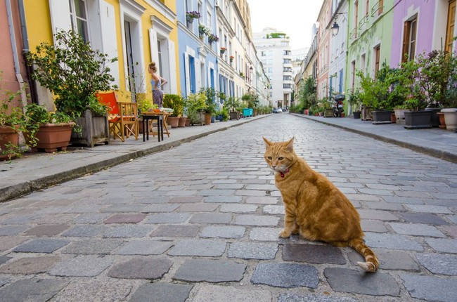 Rue Cremieux menjadi blok perumahan paling Instagrammable di Paris, karena pemandangannya yang ikonik. Popularitasnya pun mengundang banyak wisatawan berbondong-bondong ke sini. Tapi saking ramainya pengunjung yang datang, para penghuni blok tersebut, jadi terganggu. Mereka protes karena wisatawan kerap berisik dan membuat jalanan kompleks tersebut selalu riuh. Akhirnya mereka mengadakan petisi agar dibuat larangan wisatawan maupun orang asing dilarang masuk perumahan tersebut di malam hari dan saat akhir pekan. Foto: iStock