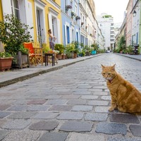 Rue Cremieux menjadi blok perumahan paling Instagrammable di Paris, karena pemandangannya yang ikonik. Popularitasnya pun mengundang banyak wisatawan berbondong-bondong ke sini. Tapi saking ramainya pengunjung yang datang, para penghuni blok tersebut, jadi terganggu. Mereka protes karena wisatawan kerap berisik dan membuat jalanan kompleks tersebut selalu riuh. Akhirnya mereka mengadakan petisi agar dibuat larangan wisatawan maupun orang asing dilarang masuk perumahan tersebut di malam hari dan saat akhir pekan. Foto: iStock