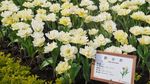 Foto: Biar Senang, Ajak Mama ke Kebun Tulip Ini