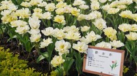 Ada 300.000 tulip dengan beragam jenis yang ditanam di kebun (Kurnia/detikcom)