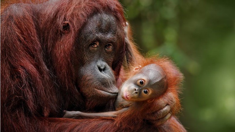 55 Gambar Orang Utan Sedih Paling Keren 55 Gambar Orang Utan Sedih Paling Keren