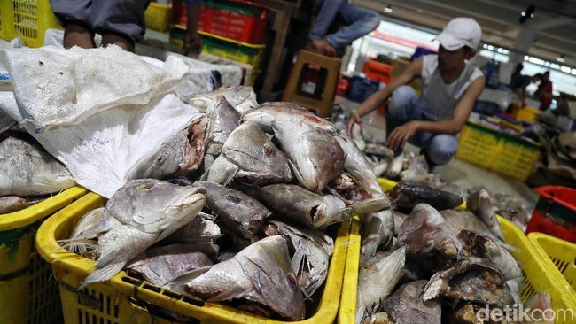 Kagumnya Jokowi Pada Pasar Ikan Muara Baru yang Seperti Tsukiji