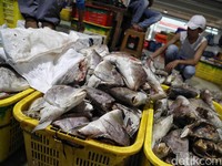 Kagumnya Jokowi Pada Pasar Ikan Muara Baru yang Seperti Tsukiji