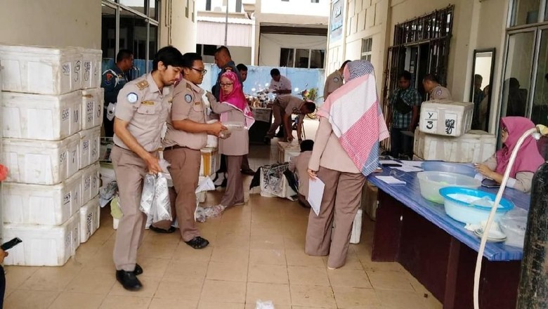 Penyelundupan Baby Lobster Senilai Rp 37 M ke Singapura Digagalkan