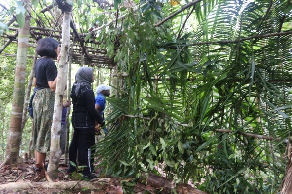 Wisatawan akan disediakan tempat bersembunyi dari kayu dan ditutup dengan dedaunan. Sehingga wisatawan tidak terlihat oleh cendrawasih (Aria Sankhyaadi/Istimewa)