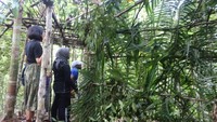 Wisatawan akan disediakan tempat bersembunyi dari kayu dan ditutup dengan dedaunan. Sehingga wisatawan tidak terlihat oleh cendrawasih (Aria Sankhyaadi/Istimewa)