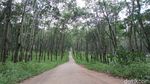 Foto: Hutan Karet Romantis di Semarang, Untuk Libur Akhir Pekan