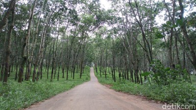 Foto: Hutan Karet Romantis di Semarang, Untuk Libur Akhir Pekan