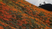 Selain curah hujan yang tinggi, kondisi cuaca yang dingin pun disebut memicu bunga-bunga liar itu bermekaran di gurun California.