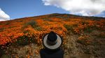 Potret Langka Bunga Warna-Warni Mekar di Gurun California