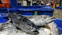 Selain itu, ada pula ikan laut seperti kembung, cumi, tongkol, kakap, dan udang. Pool/Dok. Perum Perindo.