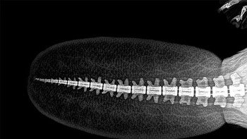 Ekor Berang-berang. Foto: iflscience