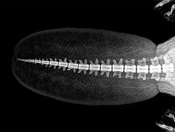 Deretan Foto X-Ray Para Hewan