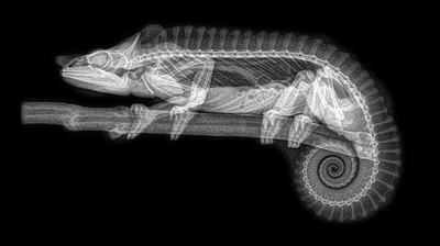 Deretan Foto X-Ray Para Hewan