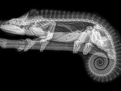 Deretan Foto X-Ray Para Hewan