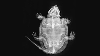 Kura-kura berkepala besar. Foto: iflscience