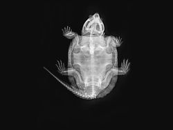 Deretan Foto X-Ray Para Hewan