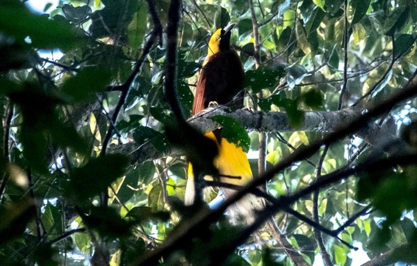 Suara cendrawasih berbeda dengan burung lainnya. Bukan seperti siulan, suara cendrawasih justru seperti monyet yang menggema. (dok Kementerian Pariwisata) Suara cendrawasih berbeda dengan burung lainnya. Bukan seperti siulan, suara cendrawasih justru seperti monyet yang menggema. (dok Kementerian Pariwisata)