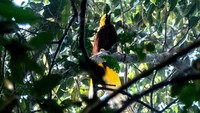 Suara cendrawasih berbeda dengan burung lainnya. Bukan seperti siulan, suara cendrawasih justru seperti monyet yang menggema. (dok Kementerian Pariwisata)