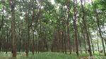 Foto: Hutan Karet Romantis di Semarang, Untuk Libur Akhir Pekan