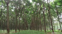 Silakan kunjungi Hutan Alaska di Kabupaten Semarang ini. Pengunjung dapat berburu lokasi foto dimanapun dan dari sudut manapun. (Aji Kusuma/detikcom)