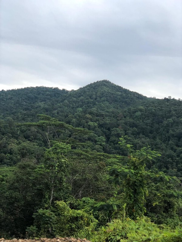 Untuk bird watching di Distrik Sausapor, wisatawan harus ke Hutan Desa Nangguo atau Kawasan Observasi Burung Nangguo selama 50 menit. (dok Kementerian Pariwisata) Untuk bird watching di Distrik Sausapor, wisatawan harus ke Hutan Desa Nangguo atau Kawasan Observasi Burung Nangguo selama 50 menit. (dok Kementerian Pariwisata)