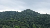 Untuk bird watching di Distrik Sausapor, wisatawan harus ke Hutan Desa Nangguo atau Kawasan Observasi Burung Nangguo selama 50 menit. (dok Kementerian Pariwisata)
