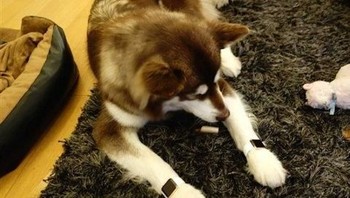 Ia juga pernah membelikan anjingnya dua unit Apple Watch berlapis emas. Foto: Istimewa