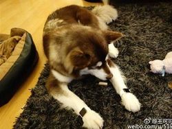 Gaya Hidup Anak Terkaya China: Antara Harta, Wanita, dan Gaming